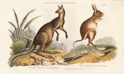 autorstwa Sydenham Teast Edwards
