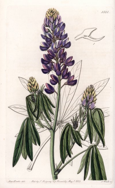 Elegancki Lupin lub Lupin z Meksyku - Grawerowane przez S.Wattsa, z ilustracji Sarah Anne Drake (1803-1857), z rejestru botanicznego Sydenham Edwards (1768-1819), Anglia autorstwa Sydenham Teast Edwards
