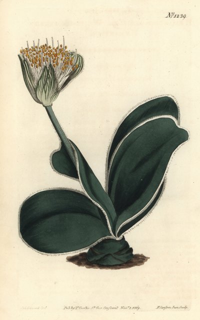 Ucho słonia - haemanthus białokwiatowy, haemanthus albiflos. Ręcznie barwiony miedzioryt autorstwa F. Sansoma Jr. według ilustracji Sydenhama Edwardsa z magazynu botanicznego Williama Curtisa, T. Curtis, Londyn autorstwa Sydenham Teast Edwards
