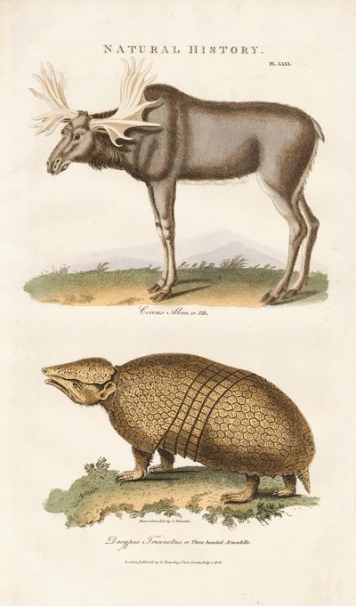 Łoś i pancernik trójpasmowy autorstwa Sydenham Teast Edwards