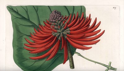 Erythrina variete, tropikalne drzewo o czerwonych kwiatach - grawerowane przez S. Wattsa, na podstawie ilustracji Sarah Anne Drake (1803-1857), z rejestru botanicznego Sydenhama Edwardsa (1768-1819), Anglia. autorstwa Sydenham Teast Edwards