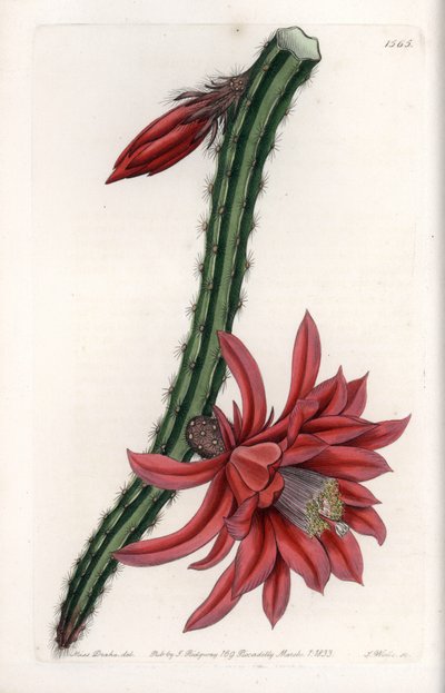 Escalating Cactier - rycina S. Wattsa, na podstawie ilustracji Sarah Anne Drake (1803-1857), z Botanical Register of Sydenham Edwards (1768-1819), Anglia autorstwa Sydenham Teast Edwards