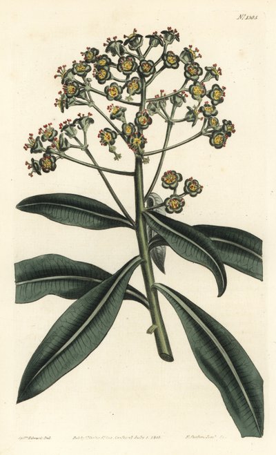 Euphorbe mellifere - Honey spurge lub miododajna euphorbia, Euphorbia mellifera. Ręcznie kolorowany miedzioryt wykonany przez F. Sansoma Jr. na podstawie ilustracji Sydenhama Edwardsa z "William Curtis
