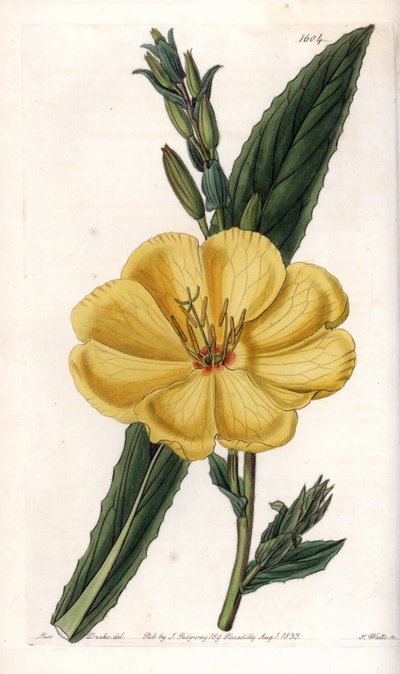 Wiesiołek z dużymi kwiatami - Tablica grawerowana przez S.Watts, z ilustracji Sarah Anne Drake (1803-1857), z rejestru botanicznego Sydenhama Edwardsa (1768-1819), Anglia autorstwa Sydenham Teast Edwards