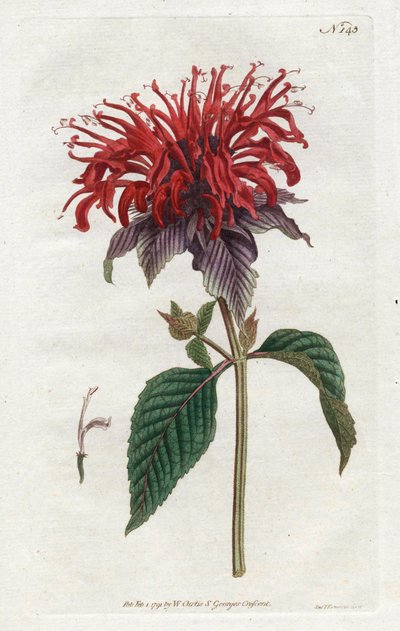 Fistula Monarde - Litografia Sydenhama Edwardsa (1768-1819), z magazynu botanicznego Williama Curtisa (1746-1799) autorstwa Sydenham Teast Edwards