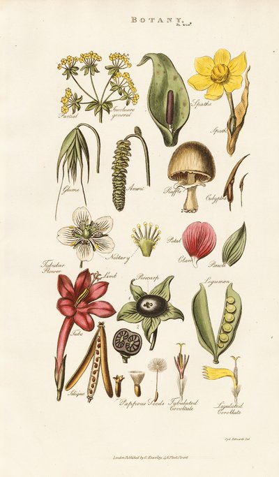 Struktury kwiatowe i roślinne autorstwa Sydenham Teast Edwards