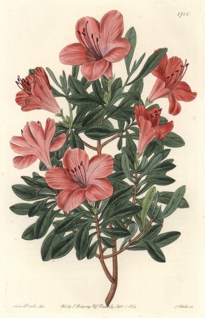 Florists Rododendron lub azalia - mocna woda S. Watts z ilustracji Sarah Anne Drake (1803-1857), z rejestru botanicznego autorstwa Sydenham Teast Edwards