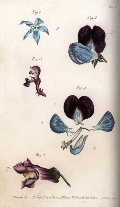 Kwitnienie ogórecznika lekarskiego i grochu (rośliny strączkowe). Kolorowa miedzioryt, ilustracja Sydenham Edwards (1768-1819) dla Konferencji Botanicznej, Ogród Botaniczny Lambeth (Anglia) autorstwa Sydenham Teast Edwards