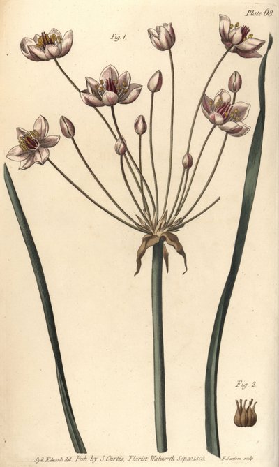 Kwitnący szuwar, Butomus umbellatus, Hexagynia, kwiat hermafrodyty 1 i pistilla 2. Ręcznie barwiony miedzioryt autorstwa F. Sansoma przedstawiający ilustrację botaniczną autorstwa Sydenhama Edwardsa do Wykładów o botanice autorstwa Williama Curtisa, wygłos autorstwa Sydenham Teast Edwards