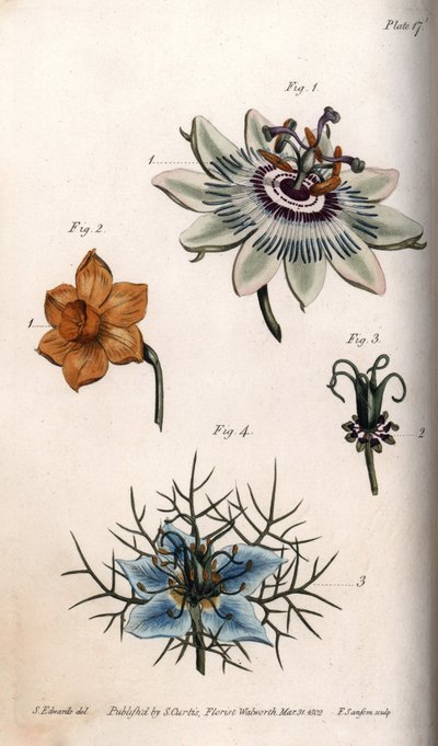 Kwiaty marakui lub marakui, narcyzów i czarnuszki. Kolorowa miedzioryt, ilustracja Sydenham Edwards (1768-1819) dla Konferencji Botanicznej, Ogród Botaniczny Lambeth (Anglia) autorstwa Sydenham Teast Edwards