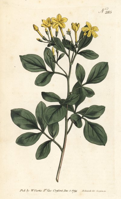 Pachnący jaśmin - najsłodszy jaśmin, Jasminum odoratissimum. Ręcznie barwiony miedzioryt autorstwa Sansoma według ilustracji Sydenhama Edwardsa z magazynu Botanical Magazine Williama Curtisa, Londyn autorstwa Sydenham Teast Edwards