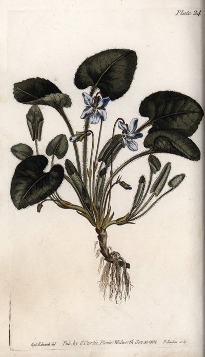 Pachnący fiolet. Kolorowa miedzioryt, ilustracja Sydenham Edwards (1768-1819) dla Konferencji Botanicznej, Ogród Botaniczny Lambeth (Anglia) autorstwa Sydenham Teast Edwards