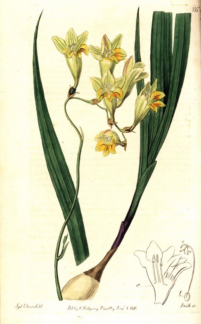 Frezja refrakcyjna (Reflex tritonia, Tritonia reflecta). Ręcznie barwiony miedzioryt autorstwa Smitha według ilustracji botanicznej Sydenhama Edwardsa z The Botanical Register, Ridgway, Londyn autorstwa Sydenham Teast Edwards
