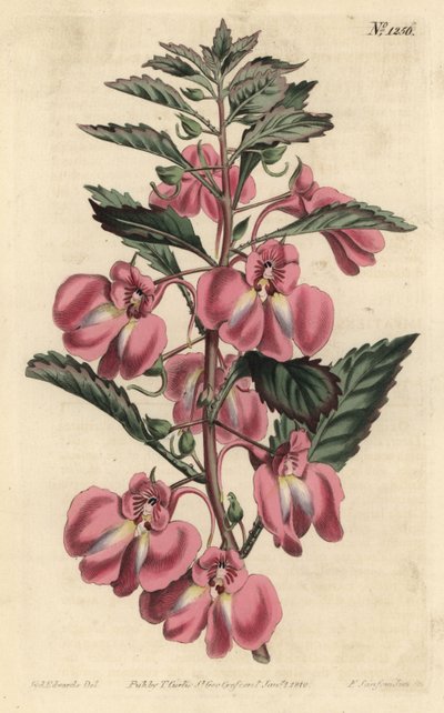 Balsamina Ogrodowa - Balsam ogrodowy, Niecierpek balsamiczny (Balsam gruczołowolistny, Impatiens coccinea). Ręcznie barwiony miedzioryt autorstwa F. Sansoma Jr. według ilustracji Sydenhama Edwardsa z magazynu botanicznego Williama Curtisa, T. Curtis, Londy autorstwa Sydenham Teast Edwards