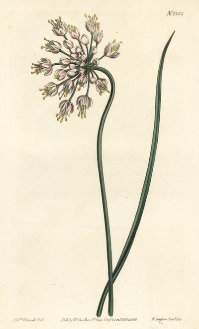 Opieranie czosnkiem - Cebula kiwająca głową, ostroskrzydły por lub czosnek baldaszkowaty, Allium cernuum. Ręcznie barwiony miedzioryt autorstwa F. Sansoma Jr. według ilustracji Sydenhama Edwardsa z magazynu botanicznego Williama Curtisa, T. Curtis, Londyn autorstwa Sydenham Teast Edwards
