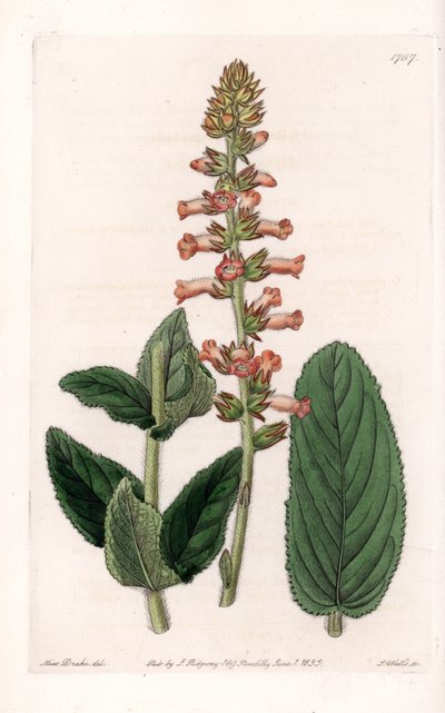 Genera Variete - Talerz grawerowany przez S.Wattsa, z ilustracji Sarah Anne Drake (1803-1857), z rejestru botanicznego Sydenham Edwards (1768-1819), Anglia autorstwa Sydenham Teast Edwards