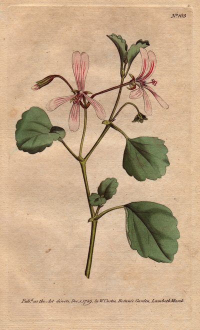 Geranium ma liść szczawiu z kwiatami z różami, pochodzący z Południowej Afryki. Szczaw dziób żurawia z różowymi żyłkami kwiatów. Pochodzi z Przylądka w Południowej Afryce. Acetosum pelargonii. Ręcznie kolorowany miedzioryt z ilustracji botanicznej autorstw autorstwa Sydenham Teast Edwards