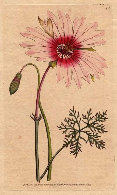 Geranium monsonia ma duże jasnoróżowe i ciemnoróżowe kwiaty. Monsonia o dużych kwiatach o jasnoróżowych i ciemnoróżowych kwiatach. Monsonia speciosa. Ręcznie kolorowany miedzioryt z ilustracji botanicznej Sydenham Edwards z „”Botan” Williama Curtisa autorstwa Sydenham Teast Edwards