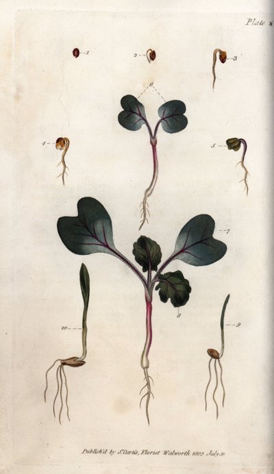 Kiełkowanie nasion rzodkiewki, pszenicy zwyczajnej i jęczmienia zwyczajnego. Kolorowa miedzioryt, ilustracja Sydenham Edwards (1768-1819) dla Konferencji Botanicznej, Ogród Botaniczny Lambeth (Anglia) autorstwa Sydenham Teast Edwards