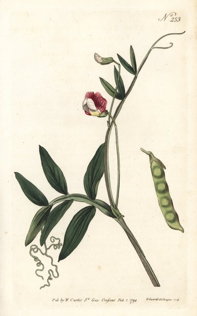 Gesse climene - wyka hiszpańska, Lathyrus clymenum (Lathyrus mieszany, Lathyrus articulatus). Ręcznie barwiony miedzioryt autorstwa Sansoma według ilustracji Sydenhama Edwardsa z magazynu Botanical Magazine Williama Curtisa, Londyn autorstwa Sydenham Teast Edwards