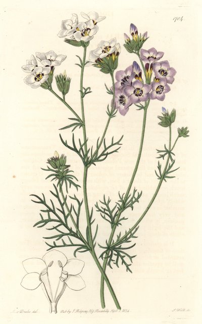 Gilia tricolor, odmiana biało-fioletowa, pochodząca z Kalifornii - mocna woda S. Watts z ilustracji Sarah Anne Drake (1803-1857), z rejestru botanicznego autorstwa Sydenham Teast Edwards