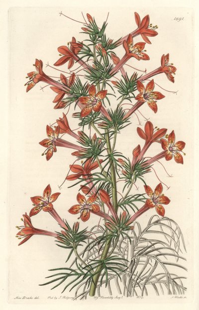 Gilie a coronope leaf lub Ipomopside elegante - Water forte autorstwa S. Wattsa z ilustracji Sarah Anne Drake (1803-1857), z rejestru botanicznego autorstwa Sydenham Teast Edwards