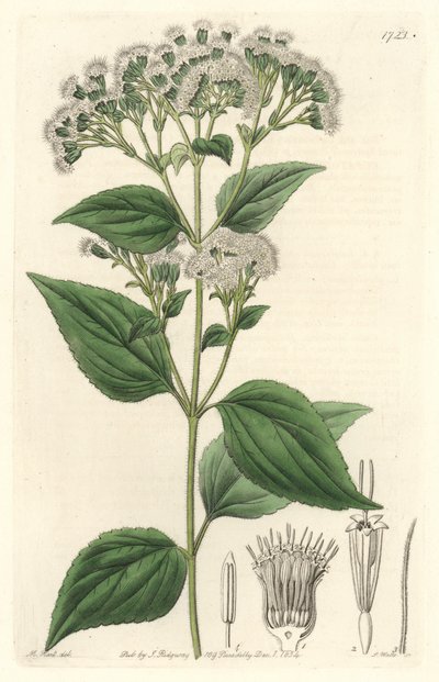 Gruczołowy eupatorium, pochodzący z Meksyku - mocna woda S. Watts z ilustracji M. Mart, z rejestru botanicznego autorstwa Sydenham Teast Edwards