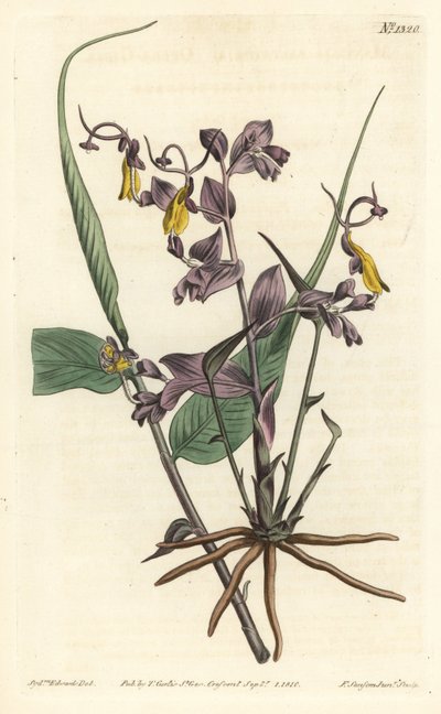 Globba radykalne (Dziewczęta z opery, Mantisia saltatoria). Ręcznie barwiony miedzioryt autorstwa F. Sansoma Jr. według ilustracji Sydenhama Edwardsa z magazynu botanicznego Williama Curtisa, T. Curtis, Londyn autorstwa Sydenham Teast Edwards