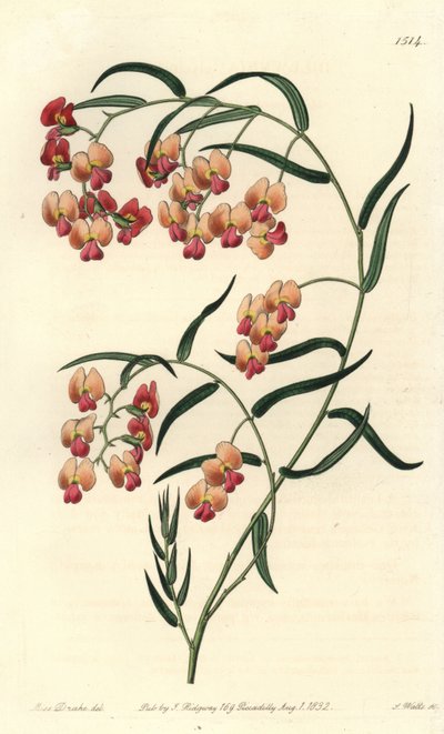 Dillwynia liściasta, Dillwynia glycinifolia. Ręcznie barwiony miedzioryt autorstwa S. Wattsa według ilustracji panny Sarah Drake z rejestru botanicznego Sydenham Edwards, Ridgeway, Londyn autorstwa Sydenham Teast Edwards