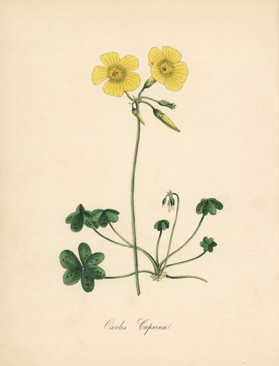 Szczawik pospolity, Oxalis caprina. Zaczerpnięte z ilustracji Sydenhama Edwardsa w „Botanicznym Magazynie” Williama Curtisa. Cynkografia kolorowana przez C. Chabot narysowana przez pannę M. A. Burnett z jej „Plantae Utiliores: or Illustrations of Useful Pl autorstwa Sydenham Teast Edwards
