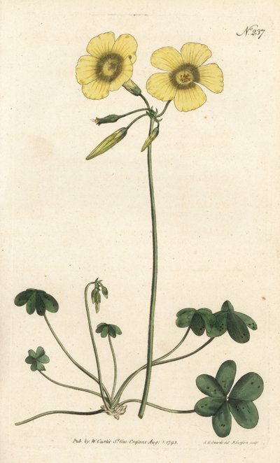 Kozia łapa - szczaw pospolity, Oxalis caprina. Ręcznie barwiony miedzioryt autorstwa Sansoma według ilustracji Sydenhama Edwardsa autorstwa Williama Curtisa Botanical Magazine, Londyn autorstwa Sydenham Teast Edwards