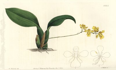 Storczyk Gomesa cornigera (Rogaty oncidium, Oncidium cornigerum). Ręcznie barwiony miedzioryt autorstwa S. Wattsa według ilustracji Williama Herberta z Sydenham Edwards