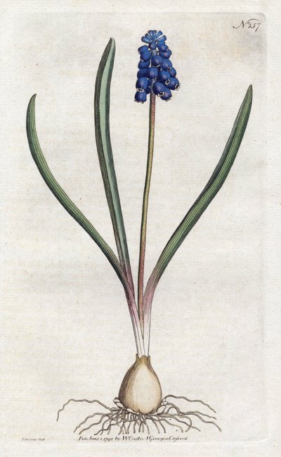 Grape hiacinth Litography by Sydenham Edwards (1768-1819), płyta z Botanical Magazine autorstwa Williama Curtisa (1746-1799) autorstwa Sydenham Teast Edwards