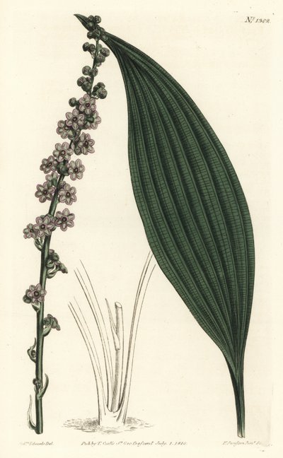 Teta zielonokwiatowa, Peliosanthes teta. Ręcznie barwiony miedzioryt autorstwa F. Sansoma Jr. według ilustracji Sydenhama Edwardsa z magazynu botanicznego Williama Curtisa, T. Curtis, Londyn autorstwa Sydenham Teast Edwards