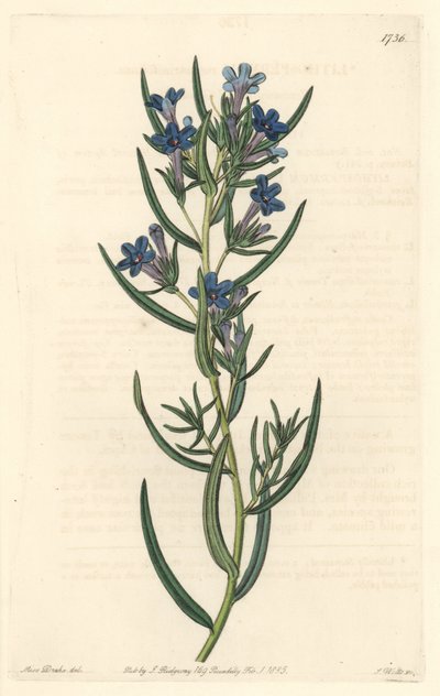 Gremil liście rozmarynu, pochodzące z Sycylii - Water forte autorstwa S. Wattsa z ilustracji Sarah Anne Drake (1803-1857), z rejestru botanicznego autorstwa Sydenham Teast Edwards