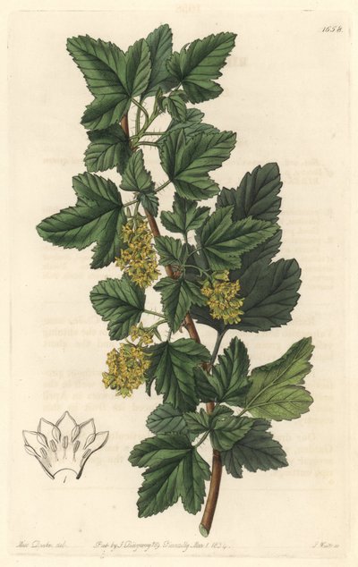 Groseillier, znany jako Gadellier z Syberii (Ribes diacanthum), pochodzący z Chile - Water forte autorstwa S. Wattsa z ilustracji Sarah Anne Drake (1803-1857), z rejestru botanicznego autorstwa Sydenham Teast Edwards