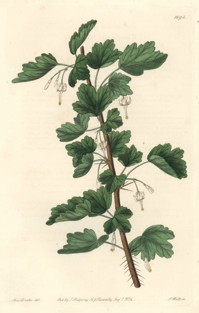 Groseillier, pochodzący z Ameryki Północnej - Woda silna autorstwa S. Wattsa z ilustracji Sarah Anne Drake (1803-1857), z rejestru botanicznego autorstwa Sydenham Teast Edwards