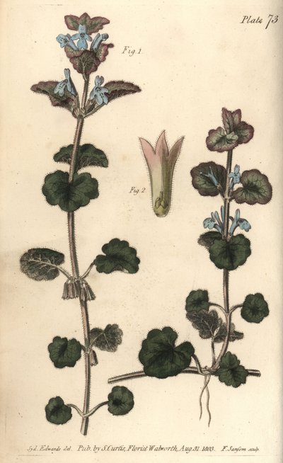 Bluszcz mielony, Glechoma hederacea, Gymnospermia. Ręcznie barwiony miedzioryt autorstwa F. Sansoma przedstawiający ilustrację botaniczną Sydenhama Edwardsa do Wykładów o botanice Williama Curtisa, dostarczony w Ogrodzie Botanicznym w Lambeth autorstwa Sydenham Teast Edwards