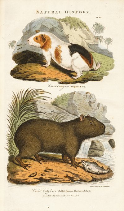 Świnka morska i kapibara autorstwa Sydenham Teast Edwards