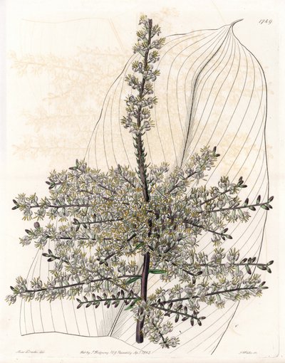 Hawajski szpinak lub trzcina z Indii - Talerz grawerowany przez S.Wattsa, z ilustracji Sarah Anne Drake (1803-1857), z rejestru botanicznego Sydenham Edwards (1768-1819), Anglia autorstwa Sydenham Teast Edwards