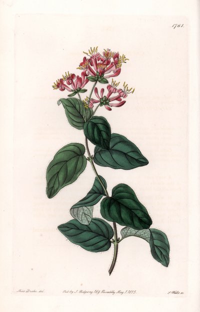 Herb variete - Talerz grawerowany przez S.Wattsa, z ilustracji Sarah Anne Drake (1803-1857), z rejestru botanicznego Sydenham Edwards (1768-1819), Anglia autorstwa Sydenham Teast Edwards