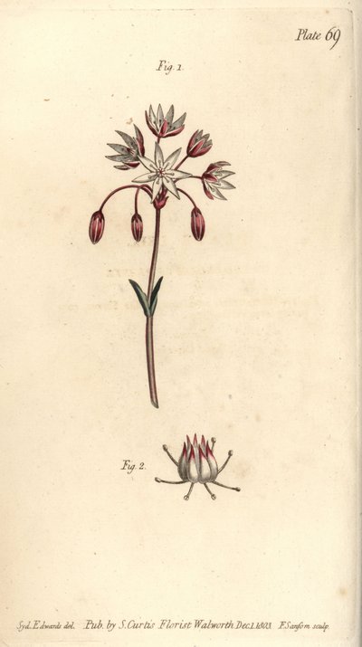 Hermafrodyty kwiat z siedmioma pistillami, Heptagynia, Septas capensis. Ręcznie kolorowany miedzioryt autorstwa F. Sansoma przedstawiający ilustrację botaniczną Sydenhama Edwardsa do wykładów Williama Curtisa na temat botaniki, dostarczony w Ogrodzie Botan autorstwa Sydenham Teast Edwards