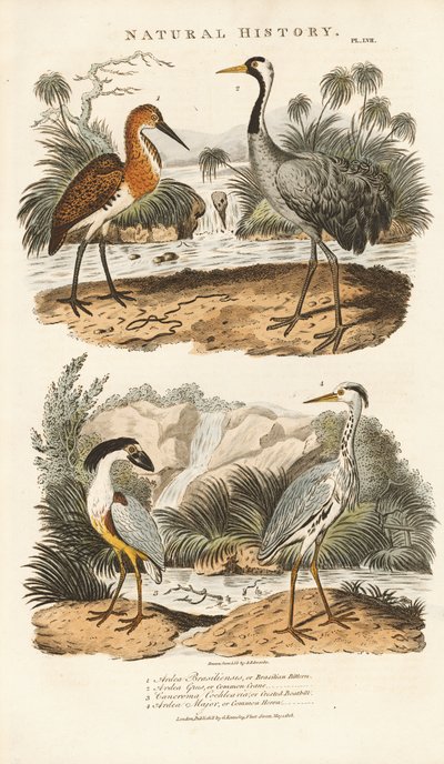 Czaple i żurawie w ich siedliskach na terenach podmokłych autorstwa Sydenham Teast Edwards