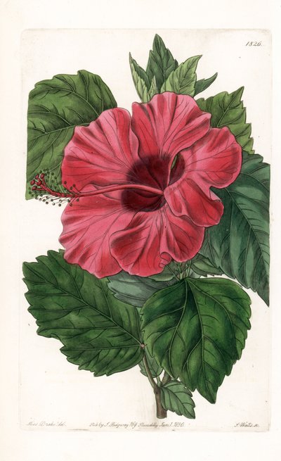 Hibiscus rose z Chin - Grawerowane przez S.Wattsa, z ilustracji Sarah Anne Drake (1803-1857), z rejestru botanicznego Sydenham Edwards (1768-1819), Anglia autorstwa Sydenham Teast Edwards