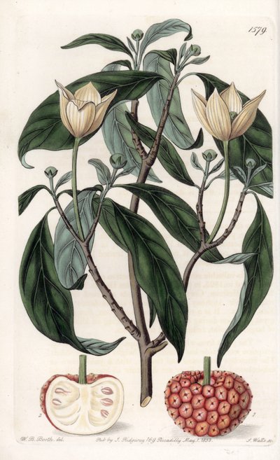 Himalayan Dogwood - Grawerowana tablica autorstwa S.Wattsa, z ilustracji Sarah Anne Drake (1803-1857), z rejestru botanicznego Sydenham Edwards (1768-1819), Anglia autorstwa Sydenham Teast Edwards