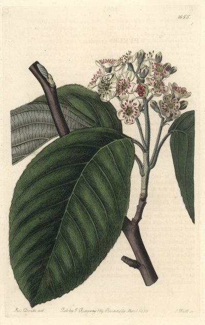 Himalayan Mountain ash - S. Watts Strong Water z ilustracji Sarah Anne Drake (1803-1857), z rejestru botanicznego autorstwa Sydenham Teast Edwards