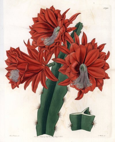 Hybryda Disocactus (cactus orchidee) - rycina wykonana przez S.Watts, z ilustracji Sarah Anne Drake (1803-1857), z Botanical Register of Sydenham Edwards (1768-1819), Anglia autorstwa Sydenham Teast Edwards