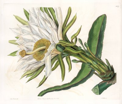 Kwiat Hylocereus, odmiana kaktusa epifitycznego - Talerz rytowany przez S.Wattsa, z ilustracji Sarah Anne Drake (1803-1857), z rejestru botanicznego Sydenham Edwards (1768-1819), Anglia autorstwa Sydenham Teast Edwards