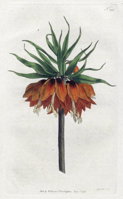 Imperial Fritillary lub Imperial Crown - Litografia Sydenham Edwards (1768-1819), płyta z magazynu botanicznego Williama Curtisa (1746-1799) autorstwa Sydenham Teast Edwards