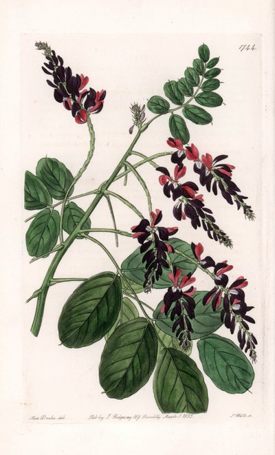 Indigofera Variete - Talerz grawerowany przez S.Wattsa, z ilustracji Sarah Anne Drake (1803-1857), z rejestru botanicznego Sydenham Edwards (1768-1819), Anglia autorstwa Sydenham Teast Edwards